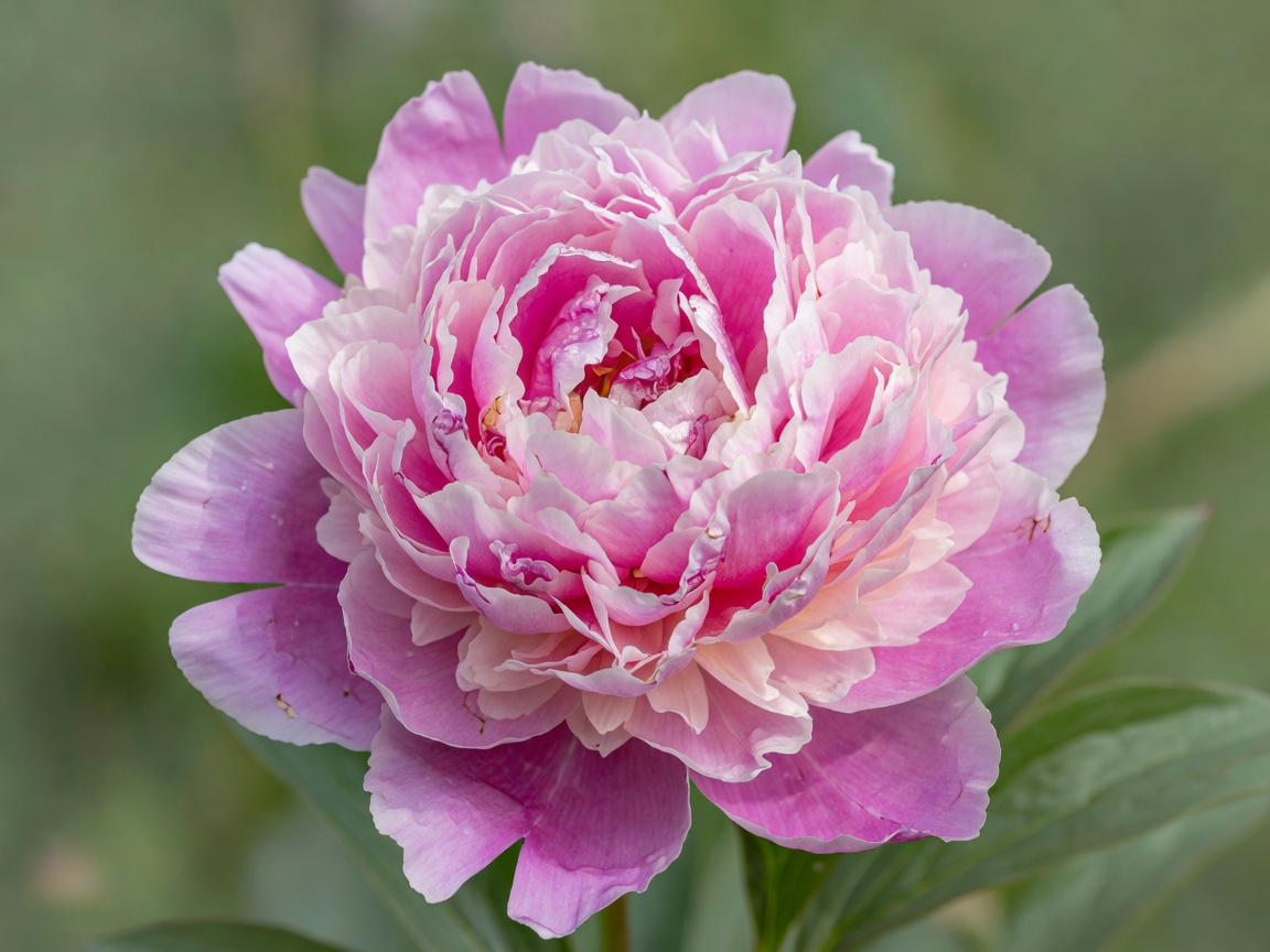 Detailed close-up of a pink peony flower